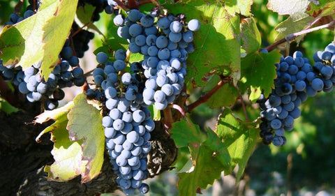 Negroamaro