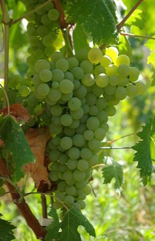 Vermentino - Trauben
